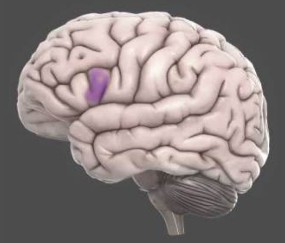 Broca’s Area